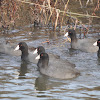 American Coot