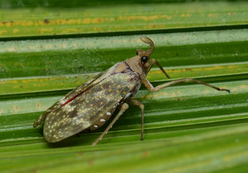 Fulgorid Planthopper