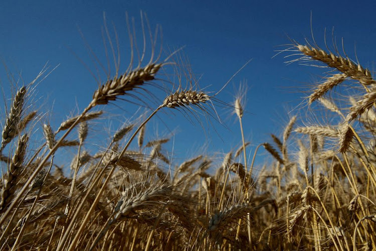 Ears of wheat are seen in a field near the village of Zhovtneve, Ukraine.