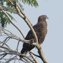 Oriental Honey Buzzard