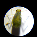 Aphid