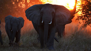 Elephant Whisperer thumbnail