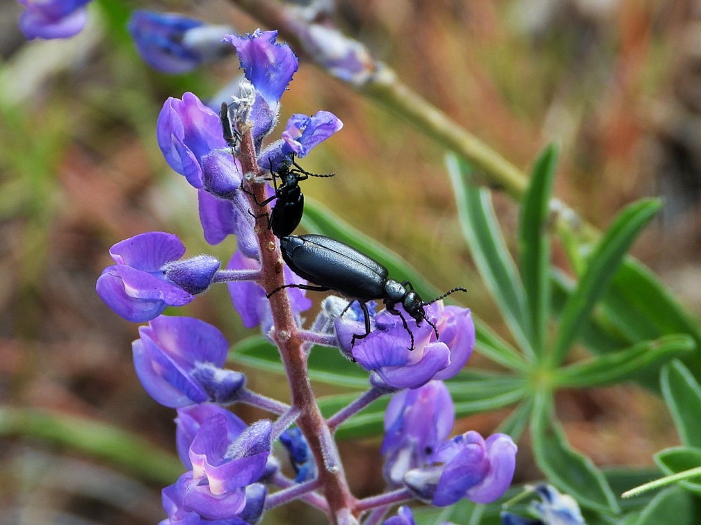 Black Blister Beetle