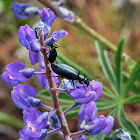 Black Blister Beetle