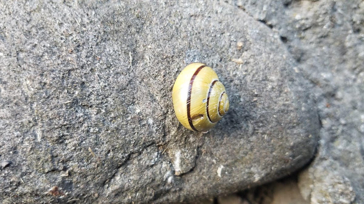 snail