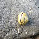 snail