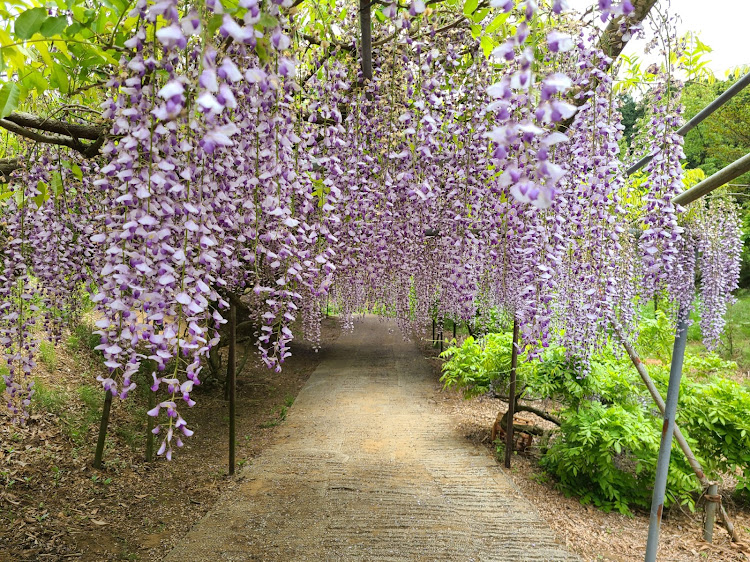 の投稿画像13枚目