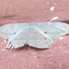 Moth