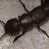 Large Rove Beetle