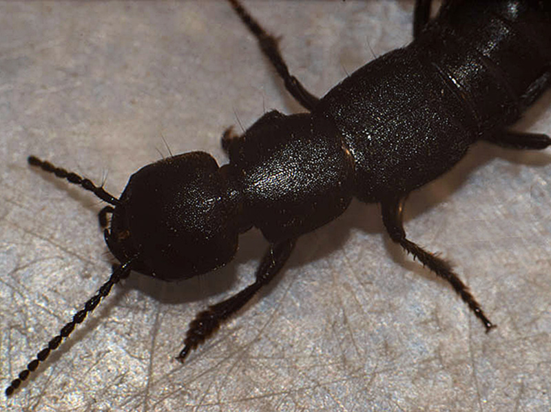 Large Rove Beetle