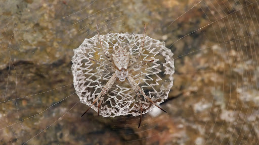 Spider Live Wallpaper - backgrounds hd