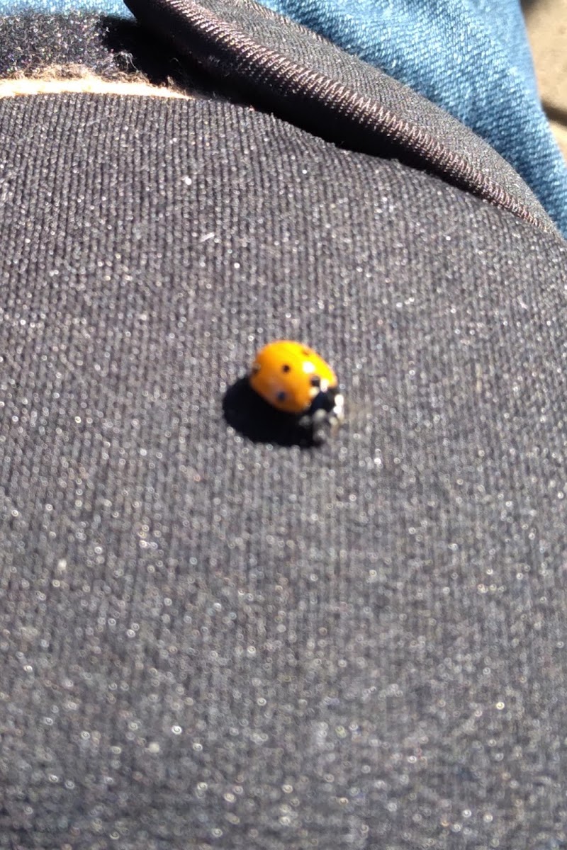 lady bug