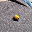 lady bug