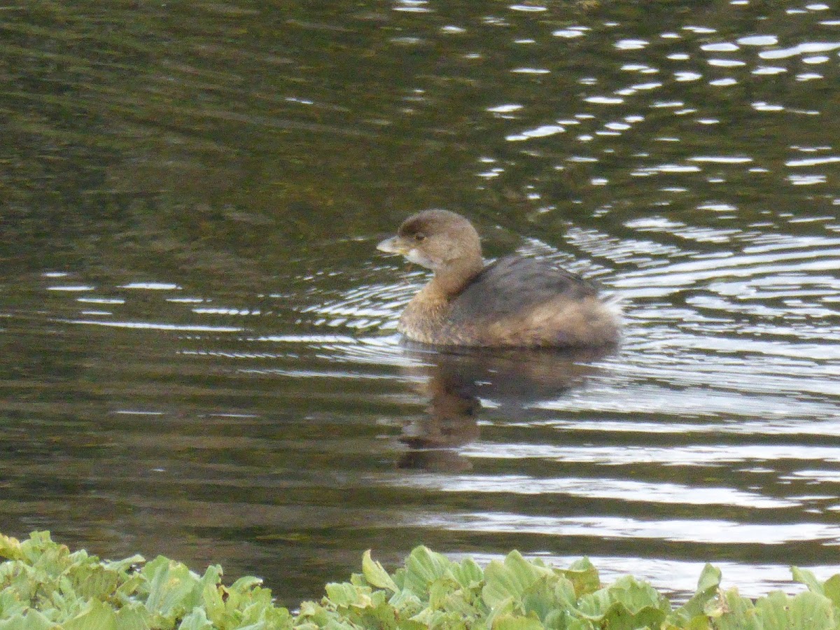 Pied-billed Grebe