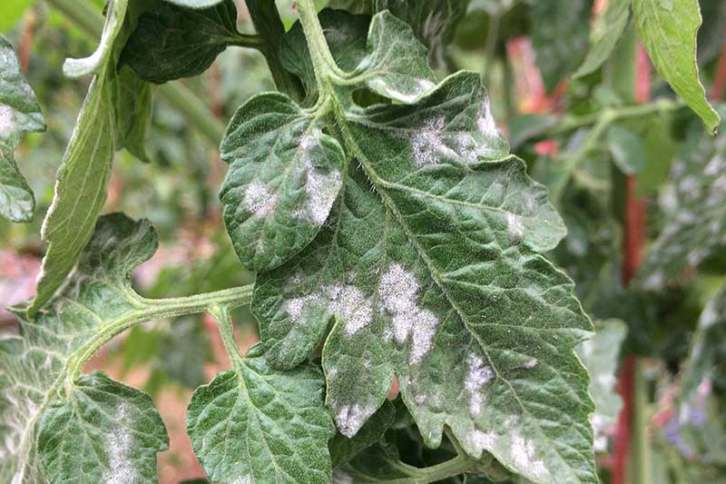 Pests and Diseases