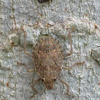 Green Vegetable bug