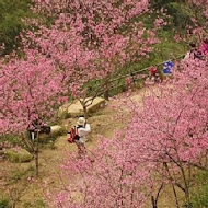 台灣農林熊空茶園