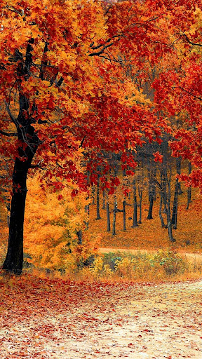 Nature Live Wallpapers  HD 4K