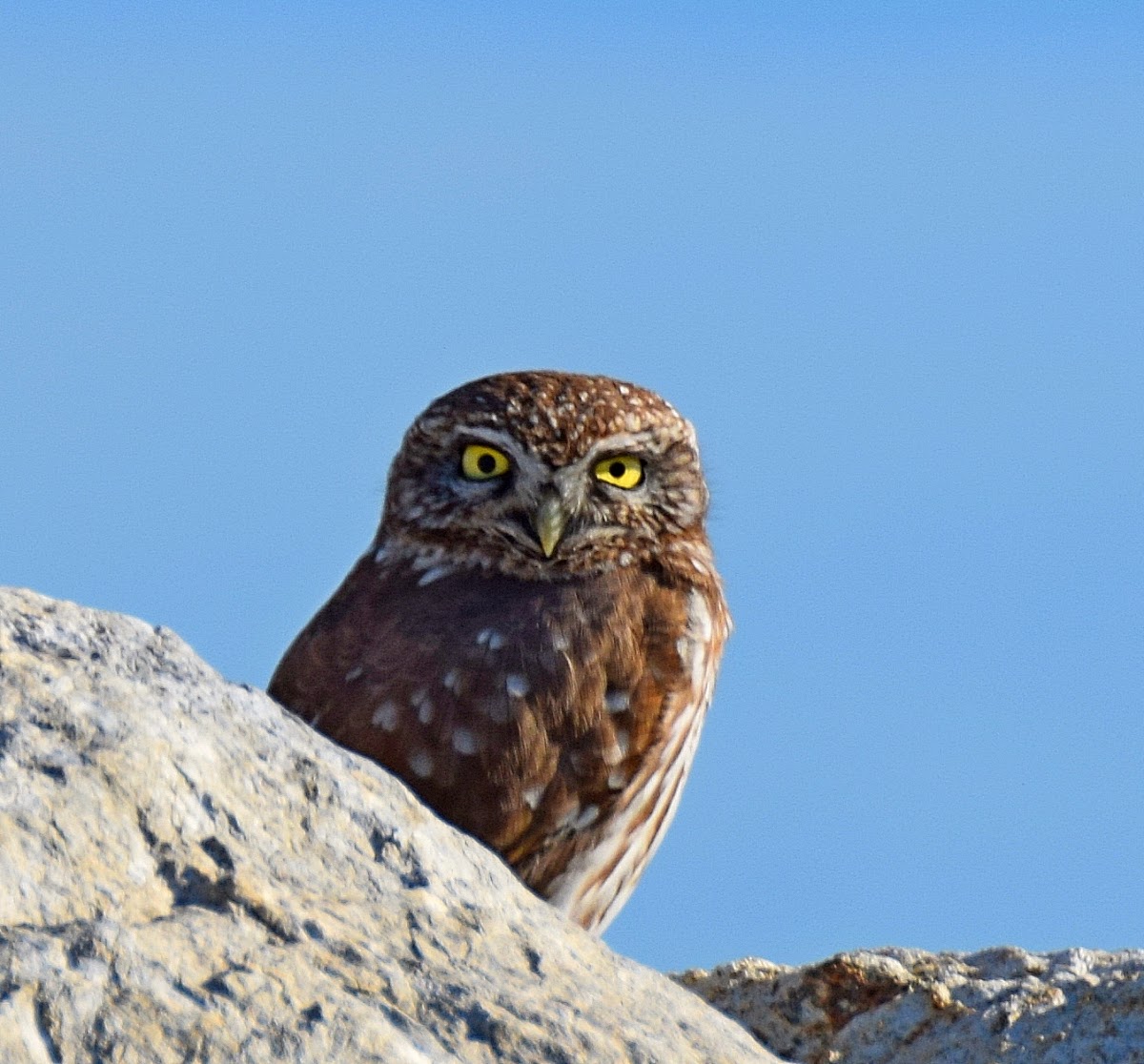 Little Owl