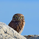 Little Owl