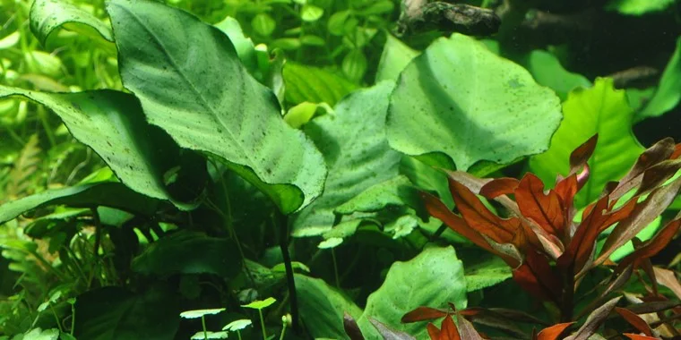 Anubias