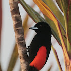 Passerini's tanager