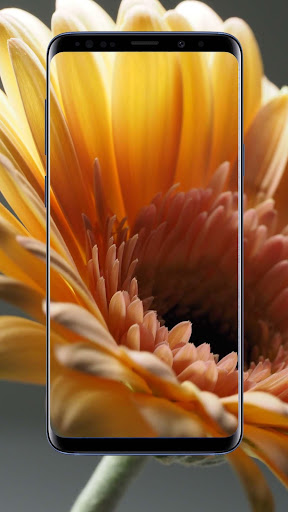 Daisy Flower Wallpapers