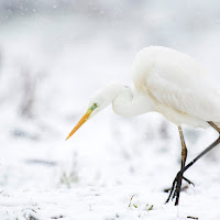 heron in the snow di 