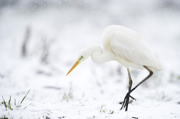 heron in the snow di Rickytre