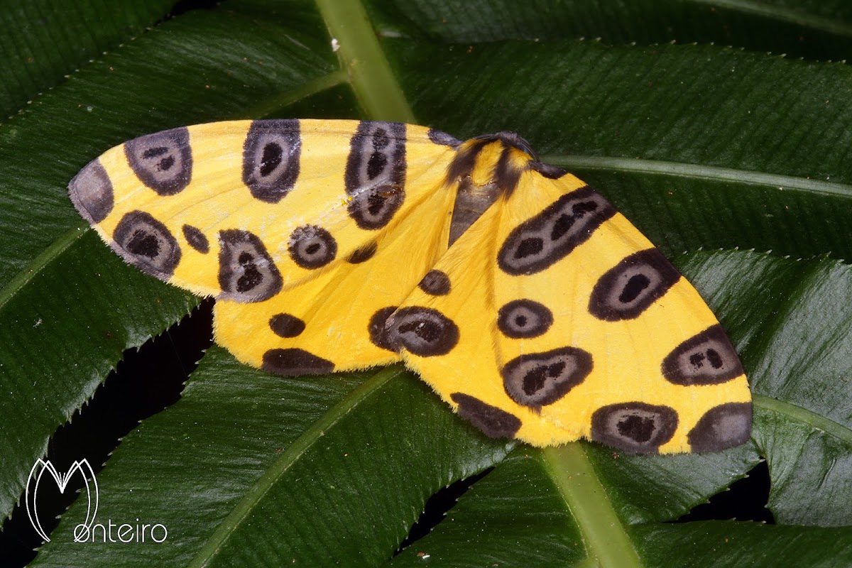 Leopard moth