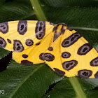 Leopard moth