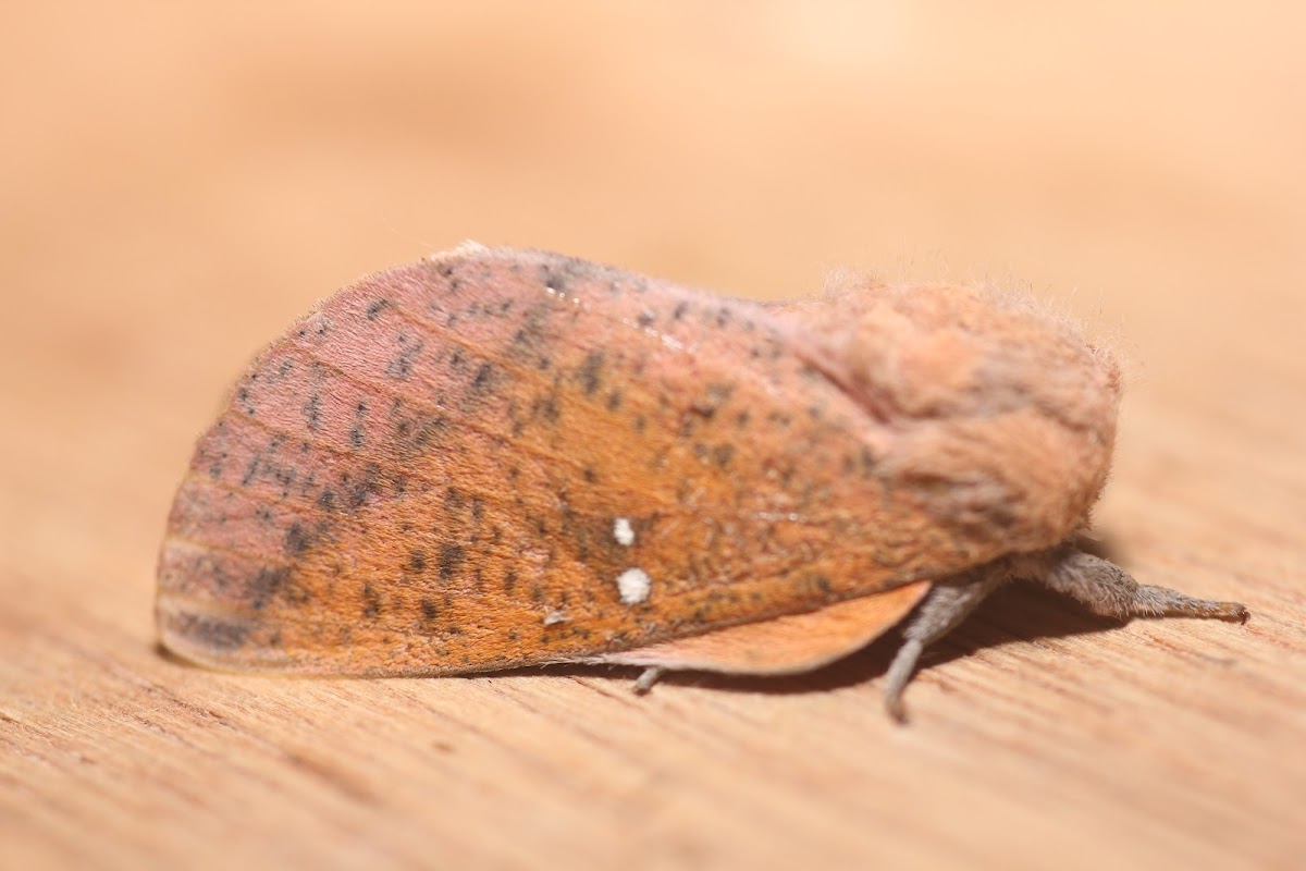 Honey Locust Moth