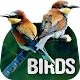 Download Wallpapers with birds For PC Windows and Mac 10.11.2017-birds