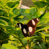 Danaid eggfly