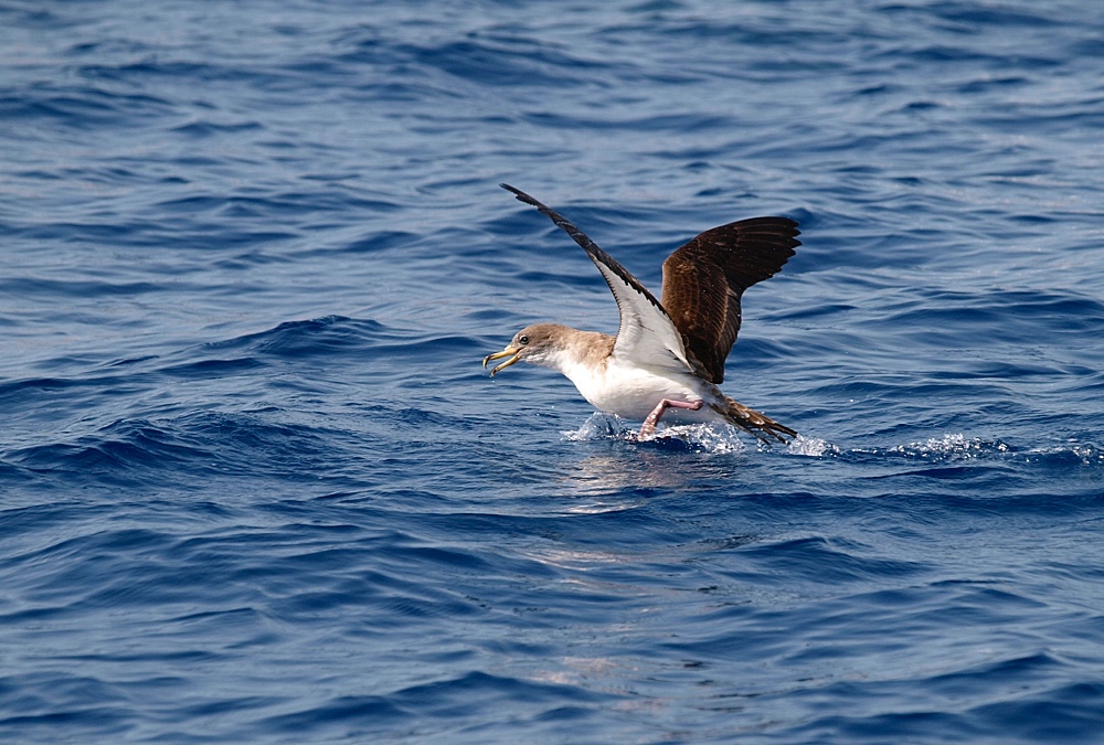 Pardela cenicienta (Scopoli's shearwater)