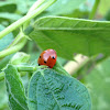 Seven-spotted Lady Beetle