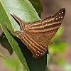 Many Banded Daggerwing