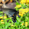 Spicebush swallowtail