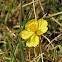 Meadow buttercup