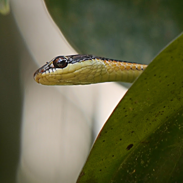 garter snake project noah