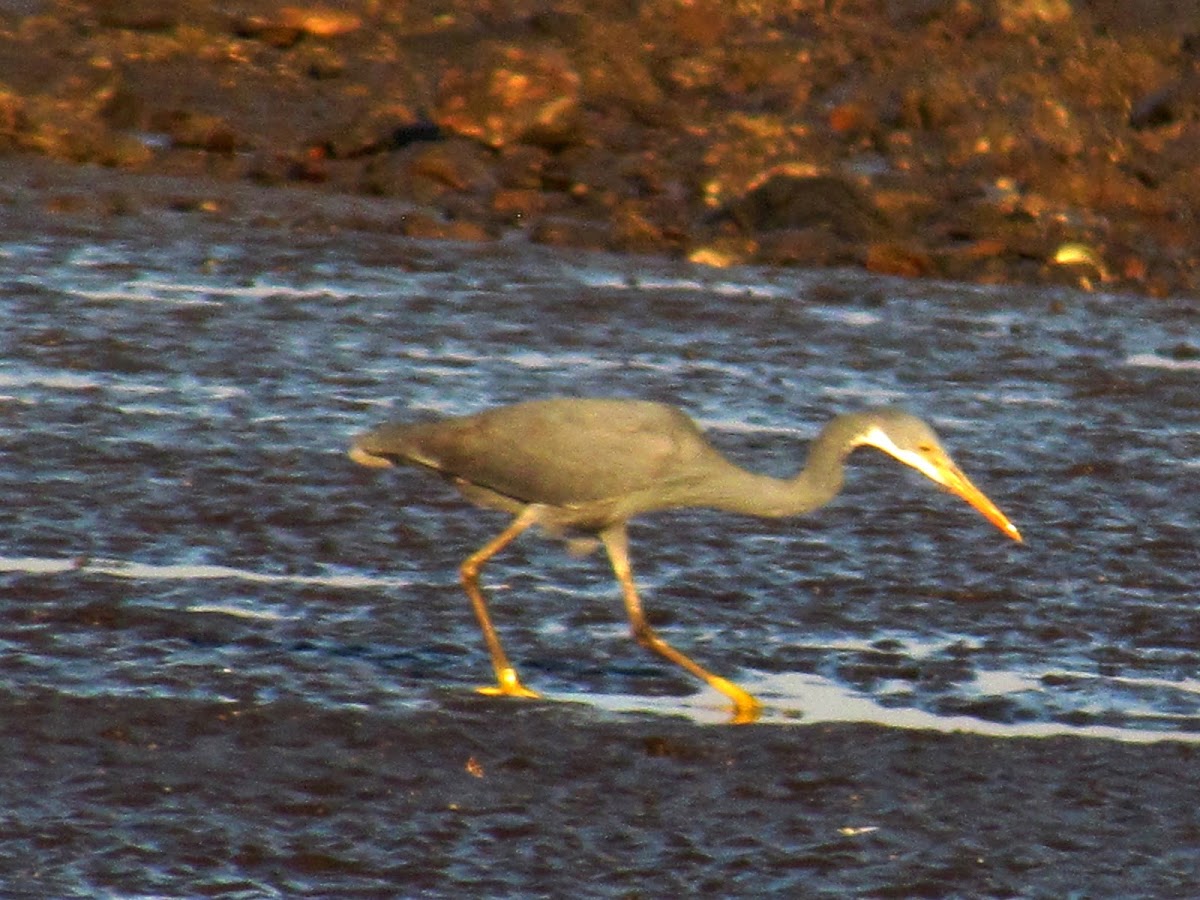 The western reef heron