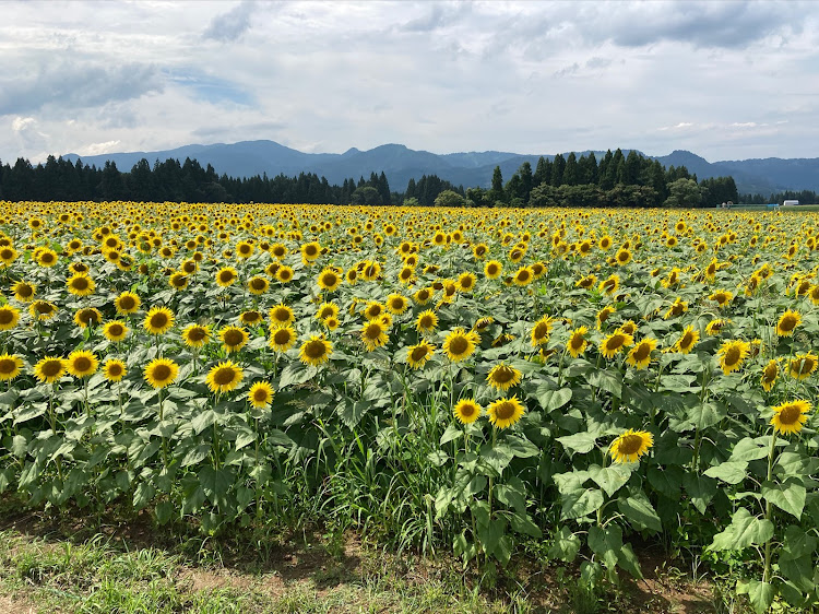 の投稿画像2枚目