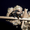 Bagworm moth