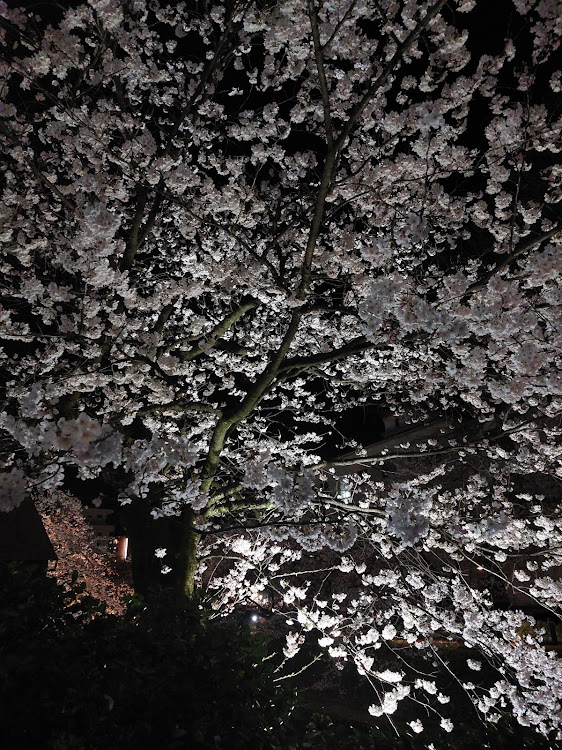ウイングロードの夜桜・仕事終わりに・人気展望台・リフレクションに関するカスタム事例の投稿画像17枚目