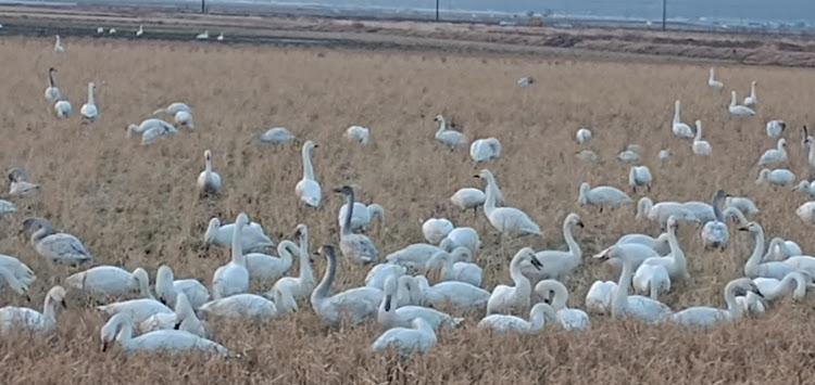 ロードスターの飯岡刑部岬・旭市　白鳥🦢・夕陽が綺麗でしたに関するカスタム事例の投稿画像8枚目