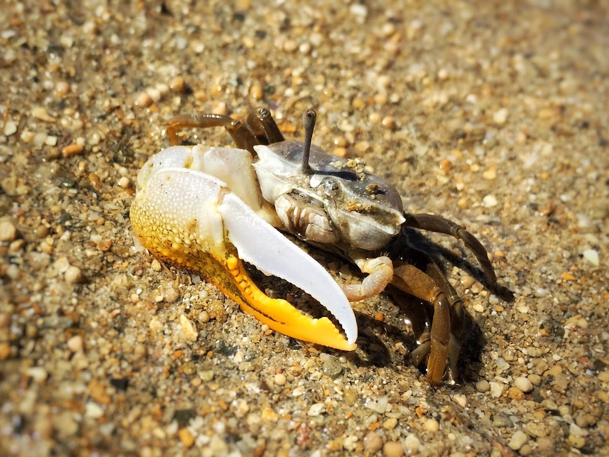 Orange Fiddler Crab