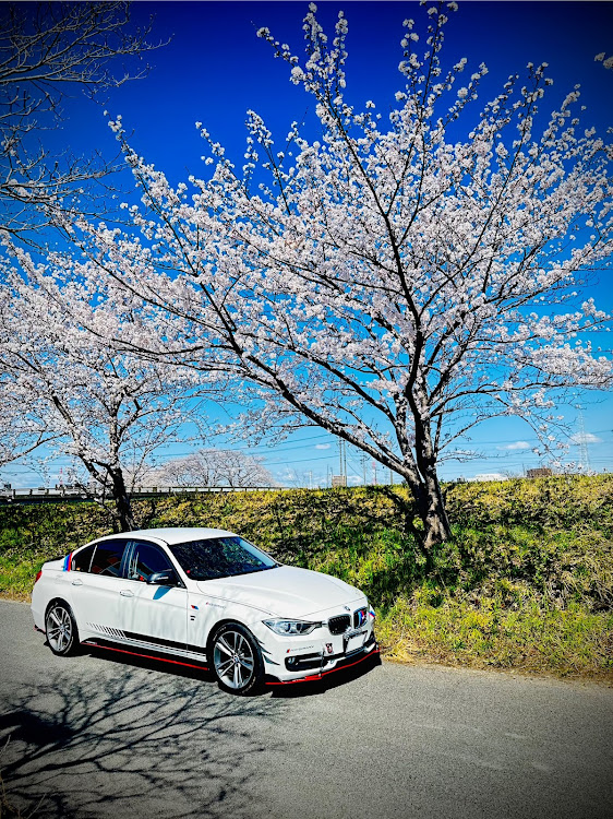 3シリーズ セダンの桜コラボ・サクラと愛車・桜・🌸に関するカスタム事例の投稿画像2枚目