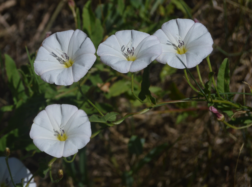 Hedge bindweed