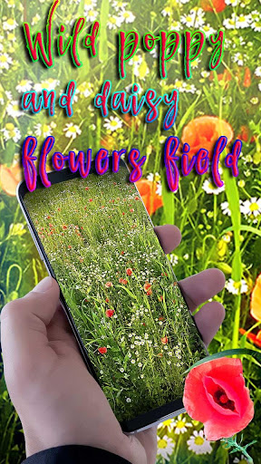 Wild poppy and daisy flowers field HD Wallpaper