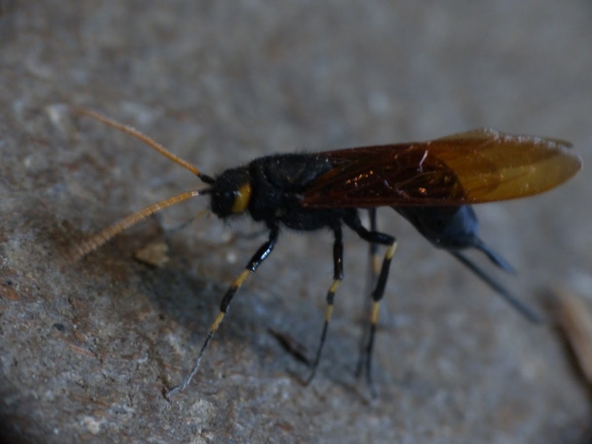 horntail or Giant woodwasp